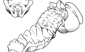 Dildo Drawing Practice 2