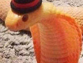 DangerNoodle