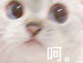 ChinesesissyneedsBWC