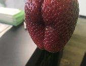CandyClitty