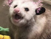 Moppetmouse