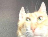 PoggersBoypussy