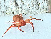 SpunSpiderDadd