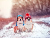 SnowySnow