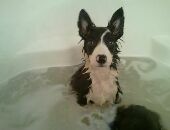 Prettypuppy