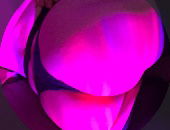LimpSissySlutAlic3