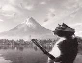 MarmotFat