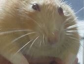 Fagrat