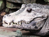 BawdyBonyCrocodile