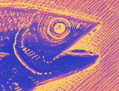 Weirdfish44