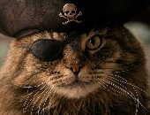 PirateBayCaptain