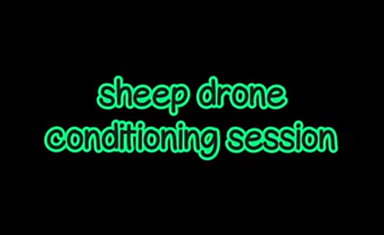 Culix's Sheep Drone Conditioning Session