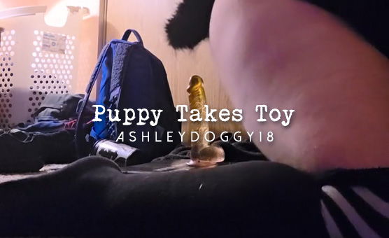 Puppy Takes Toy