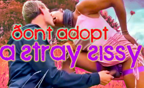 Dont Adopt A Stray Sissy